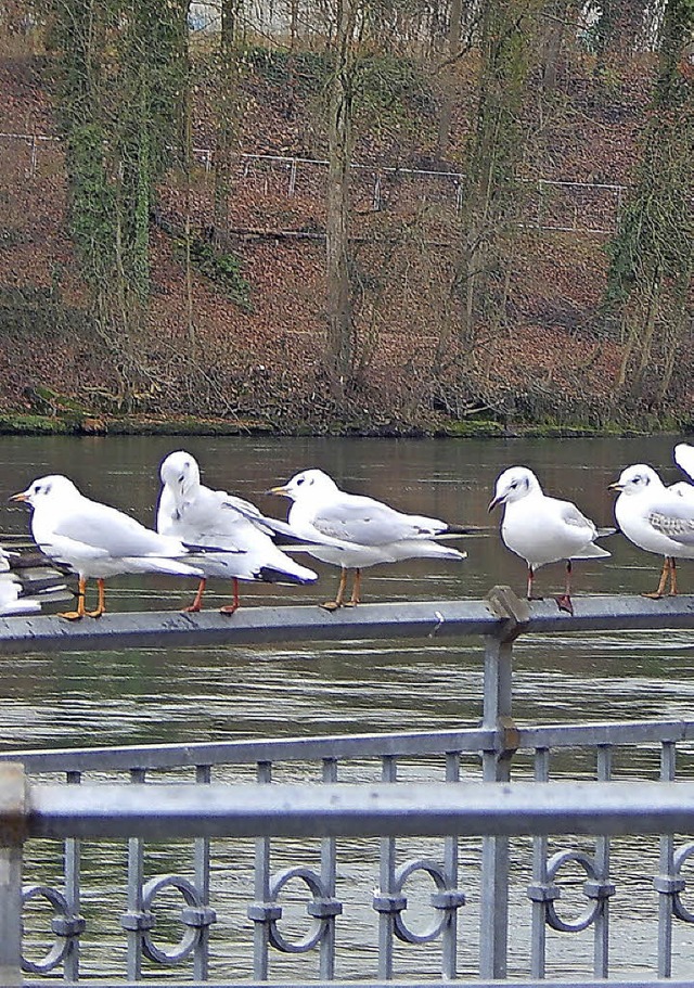 Ihnen ist egal, ob ein Steg gebaut wir...hmwen knnen ber den Rhein fliegen.   | Foto: Claudia Gempp