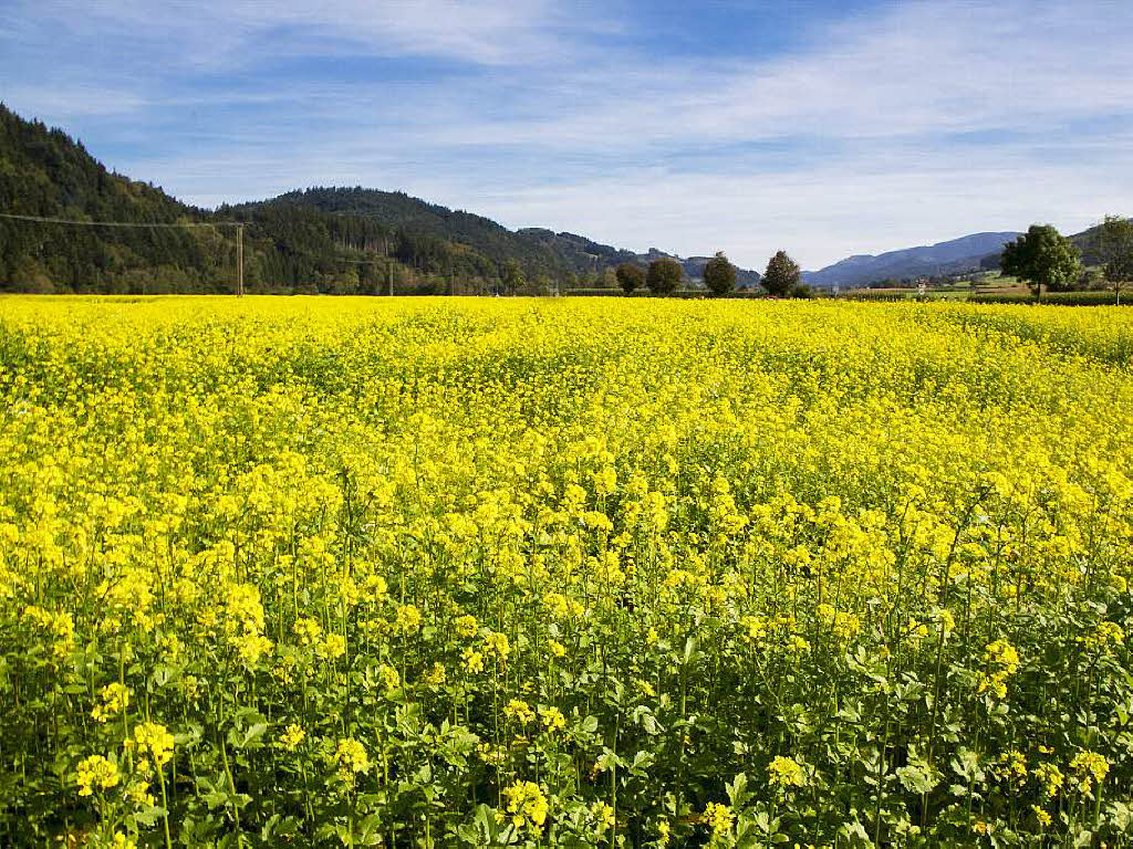 Rapsfeld im Herbst bei Bleibach