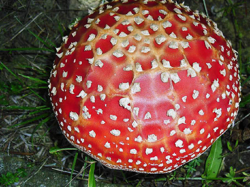 Ein besonderes Prachtexemplar von Fliegenpilz mit einem Durchmesser von 20,5 cm kam dem Fotografen Bernhard Wisser auf dem ehemaligen Schulgelnde in Katzenmoos vor die Linse.