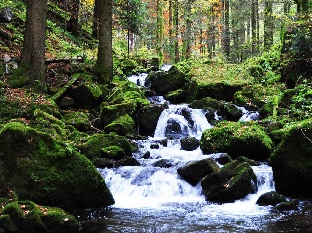 Die Teichschlucht fhrt von Gtenbach durch einen naturbelassenen Bannwald hinunter nach Wildgutach