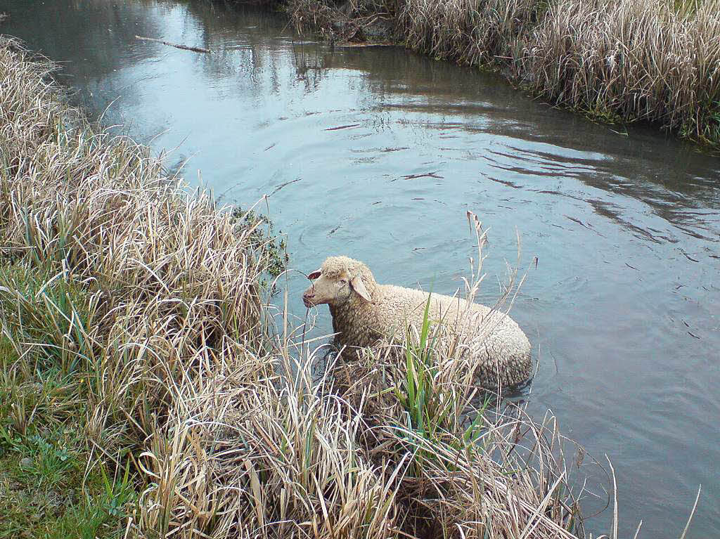 Drei Dundenheimer Jger befreien ein Schaf aus seiner misslichen Lage. Das Schaf stand bis zur Bauchlinie im Wasser der Unditz und schaffte es nicht mehr aus eigener Kraft ans Ufer.