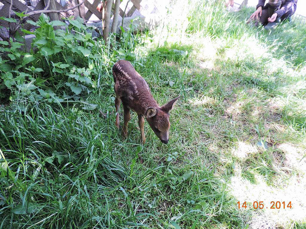 Die Tierhilfs- und Rettungsorganisation Neuried hat ein Bambi aufgenommen.