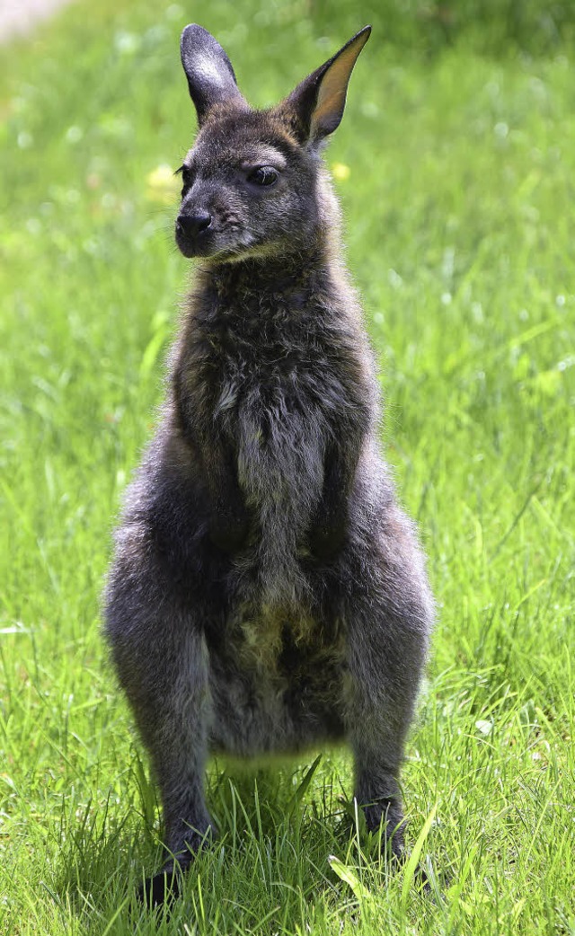 Kein Baby mehr: Dobbyfee hat jetzt einen Partner  (Rocky).   | Foto: Christeleit (2)/Maier