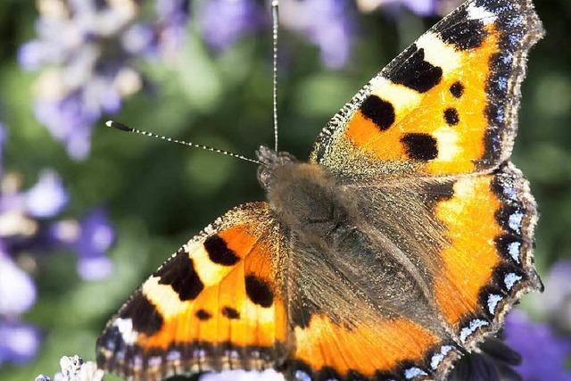 Biosphrengebiet Sdschwarzwald rckt nher