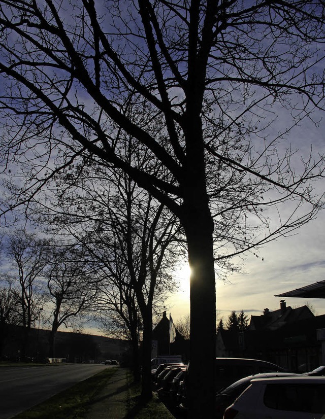 Eine Allee htten die Mllheimer an di... aber mssen sie erkennen, <ppp></ppp>  | Foto: Alexander Huber