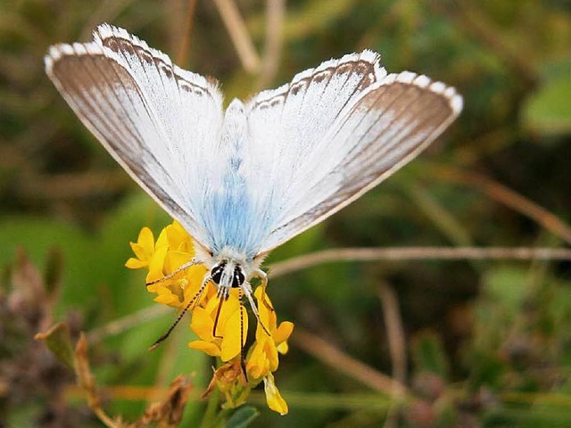 Insekt des Jahres: Silbergrner Bluling.  | Foto: dpa/Thomas Schmitt