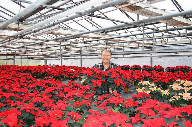 Herr ber 5000 Weihnachtssterne: Peter... in seiner Grtnerei in Bad Krozingen.  | Foto: Nikola Vogt