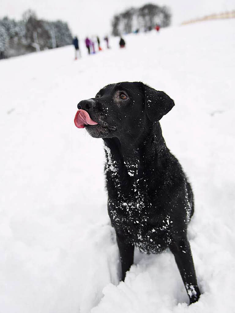 Ein Hund spielt  im Skigebiet "Im Salzwinkel" in Zainingen