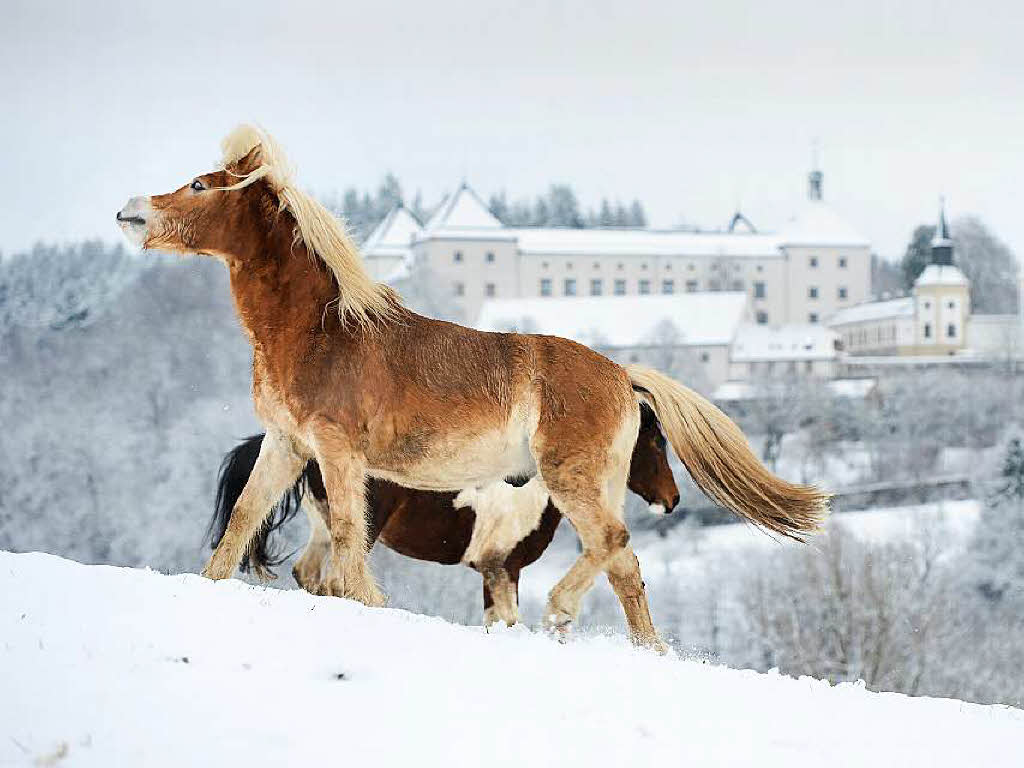 Pferde im Schnee in Wolfegg