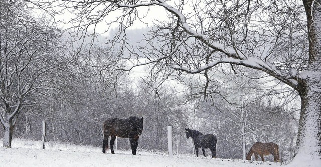 Pferde in einer Schneelandschaft in Obereichsel  | Foto: Petra Wunderle