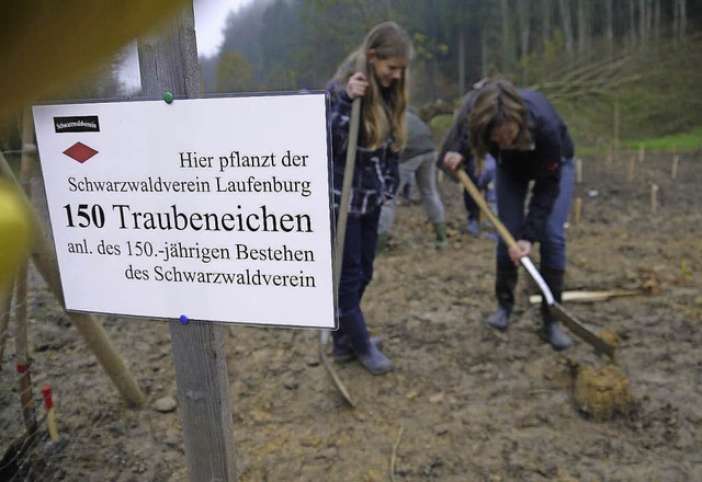 Die Ortsgruppe Laufenburg des Schwarzw...kleines Wldchen von Traubeneichen an.  | Foto: zvg