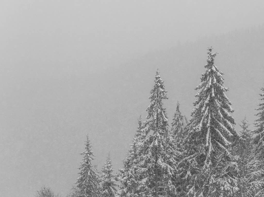 Frischer Schnee im Hochschwarzwald