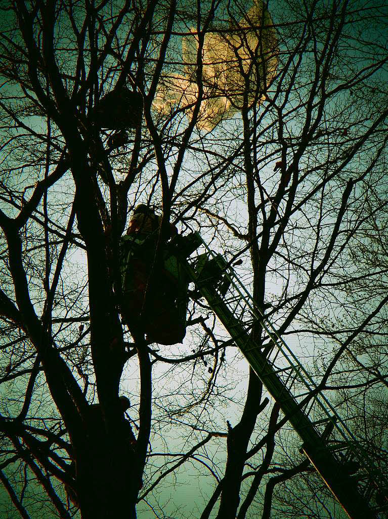 Im Baum landete dieser Gleitschirmflieger. Die Freiwillige Feuerwehr Wehr rettete den Pechvogel.