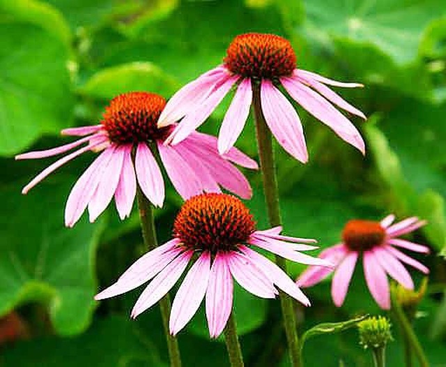 Der Sonnenhut &#8211; besser bekannt als Echinacea.  | Foto: fotolia.com/ Kanusommer 