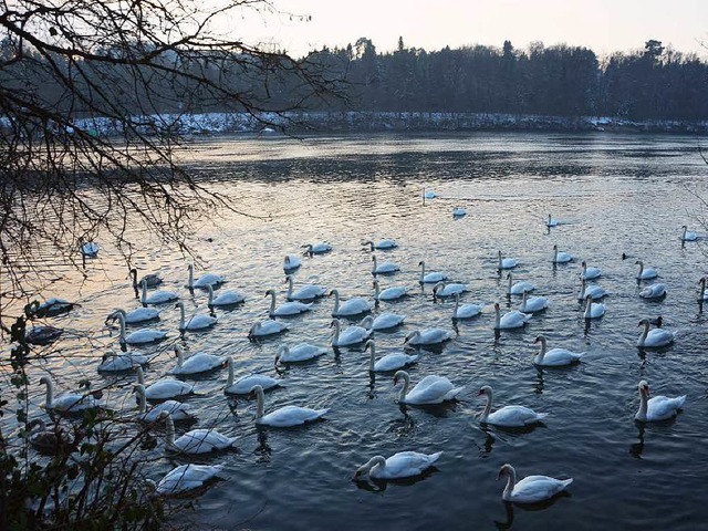 Auch am Neujahrstag tummelten sich viele Schwne im Rhein bei Wallbach.   | Foto: Susanne Ehmann