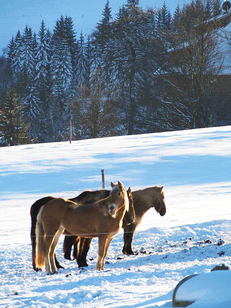 Das Jahr legte einen Bilderbuchstart hin. Zumindest auf den Bergen, wie hier auf dem Schauinsland, gab’s am Neujahrstag reichlich Schnee und Sonne pur.