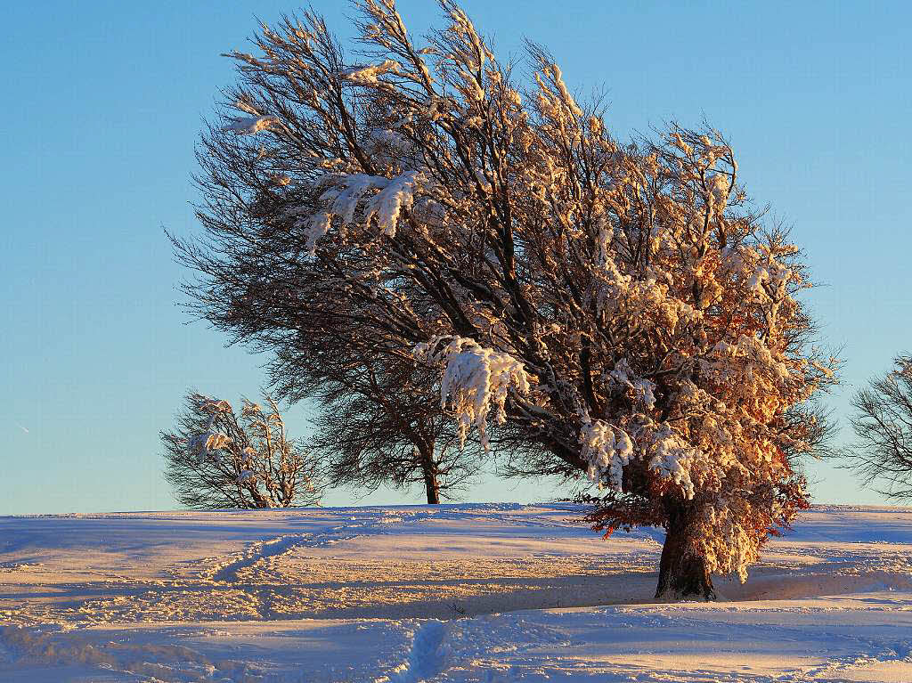 Das Jahr legte einen Bilderbuchstart hin. Zumindest auf den Bergen, wie hier auf dem Schauinsland, gab’s am Neujahrstag reichlich Schnee und Sonne pur.