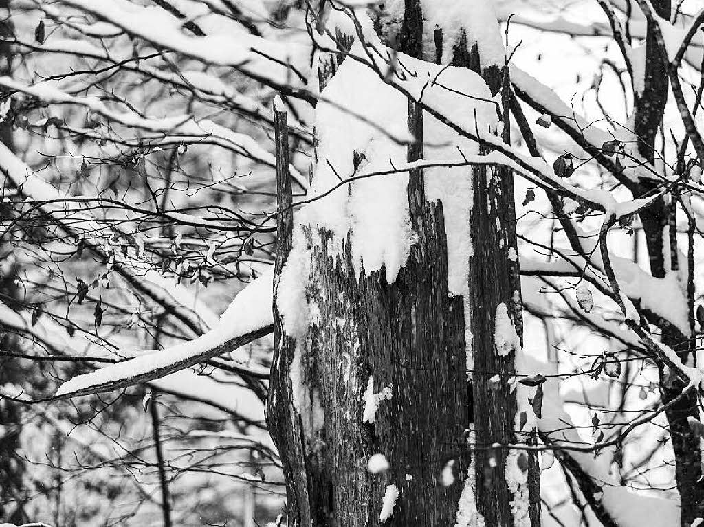 Frischer Schnee im Hochschwarzwald