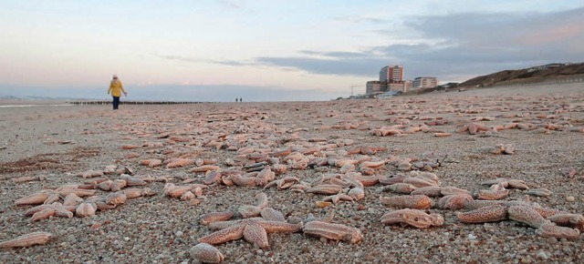 Trauriger Strandspaziergang: In Wester...gen Tausende toter Seesterne am Ufer.   | Foto: dpa