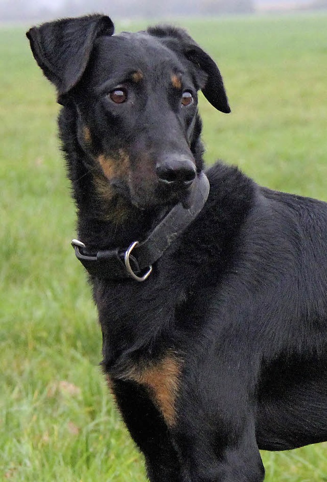 Zeus braucht ruhige Menschen &#8211; er hat ADHS.   | Foto: Tierheim