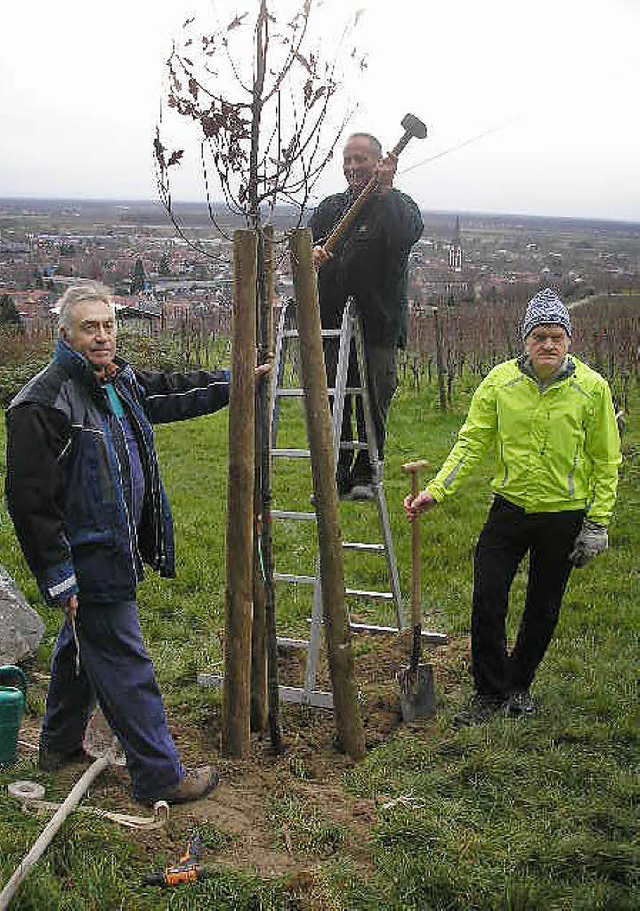 Heinz Birmele, Oswald Stiefel und Thom...von links) pflanzten die Traubeneiche.  | Foto: Privat