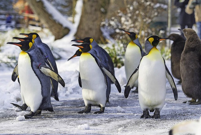 Pinguine gehen im Basler Zoo spazieren  | Foto: Zoo Basel (T.Weber)