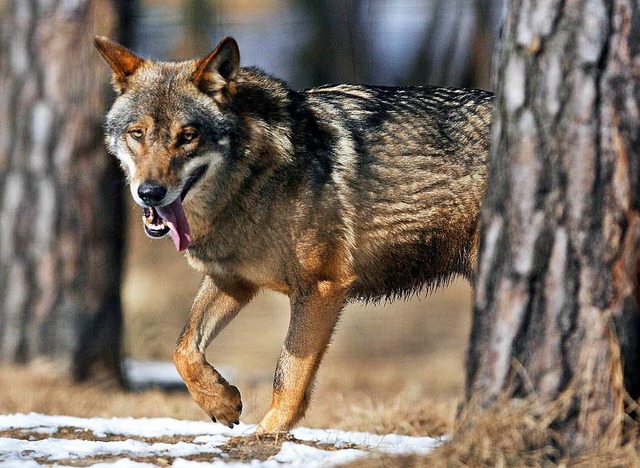 Dieser Wolf streift durch einen Wildpa...eier Wildbahn kommen wieder Wlfe vor.  | Foto: dpa
