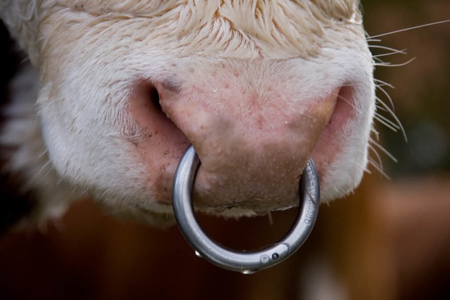 In Mhlenbach hat ein Stier seinem Metzger ein Bein gebrochen.  | Foto: Ute Maier