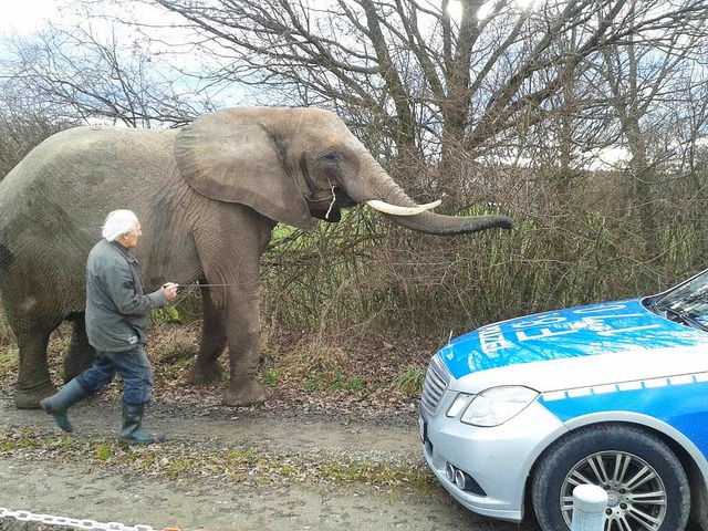 Ein Elefant braucht Auslauf, deshalb d...Dickhuter am Samstag spazieren gehen.  | Foto: Polizei
