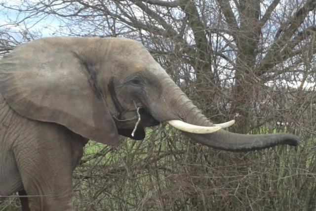 Elefant geht in Waldshut-Tiengen Gassi