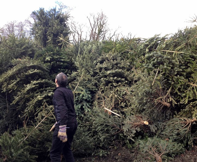 Vor lauter ausrangierten Weihnachtsbu...an der Sammelstelle keinen Wald mehr.   | Foto: Joel Salathe