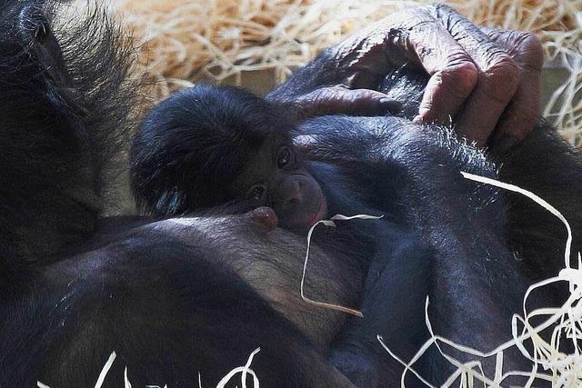 Wilhelma trauert um Affen-Mdchen Alima