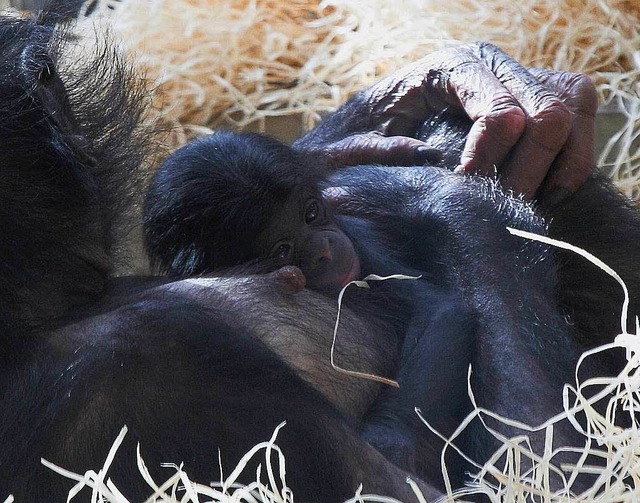 Bonobo mit ihrer Mutter Banbo im Sommer 2013.  | Foto: dpa