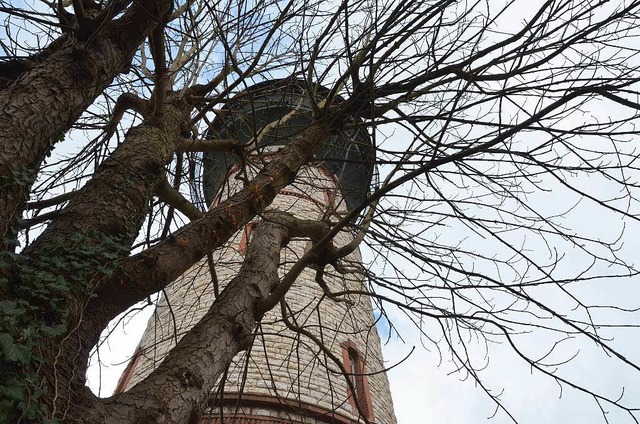 Nur noch eine Kastanie steht vor dem W...ie Stadtgrtnerei fllte fnf Birken.   | Foto: Peter Gerigk