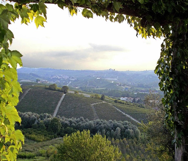 Weinberge, so weit das Auge reicht: die Langhe  | Foto: Gerhard Walser