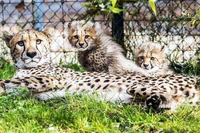 Zoos und Tiergehege