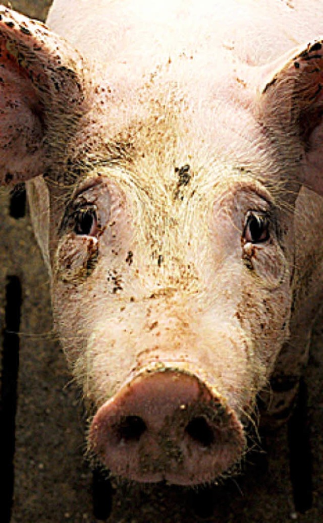 Umstritten:  Schwein  | Foto: dpa