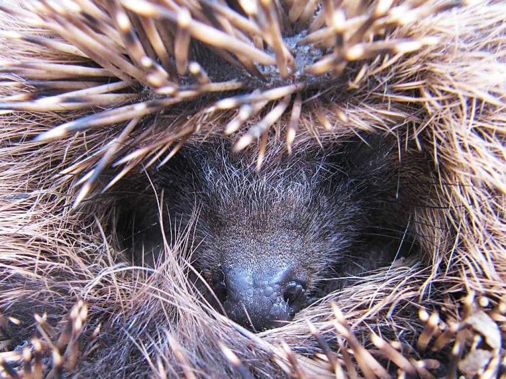 Motiv 15: Ein Igel rollt sich in einem Garten in Herbolzheim zusammen 