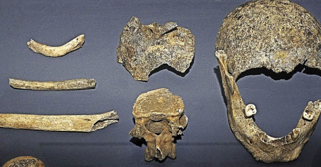 Die wenigen Knochen eines frhen Nieder-Emmendingers im Stadtmuseum.  | Foto: Klaus Fehrenbach