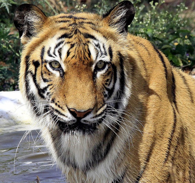 Ein Tiger im NationalparkVan Vihar in Indien   | Foto: dpa