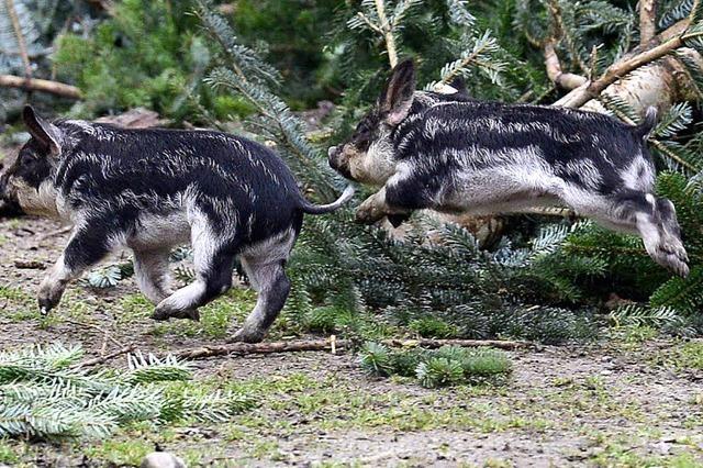 370.000 Besucher und viele, viele Tierbabys - Rekordjahr auf dem Mundenhof