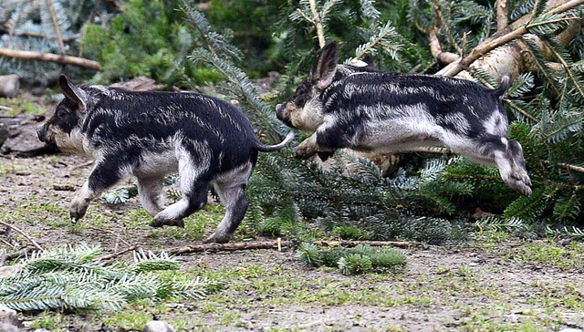 Und Schweine knnen doch fliegen: Die ...ben auf dem Mundenhof schon viel Spa.  | Foto: Ingo Schneider