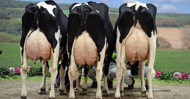 Die Leistung der Milchviehwirtschaft nimmt zu.  | Foto: dpa