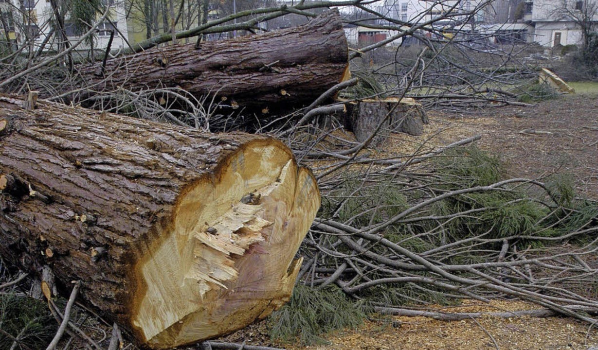Eine Baumschutzverordnung könnte verhi... Gegenstimme und einer Enthaltung ab.   | Foto: Ingo Schneider