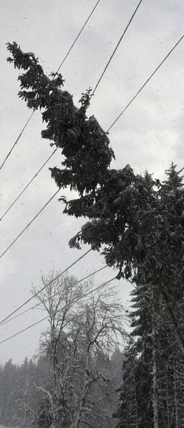 Ein Baum liegt bei Husern auf einer S...betreiber mehrere Schden reparieren.   | Foto: Energiedienst