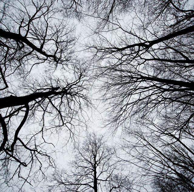 Der  Wald &#8211;  ein literarisches Motiv   | Foto: dpa