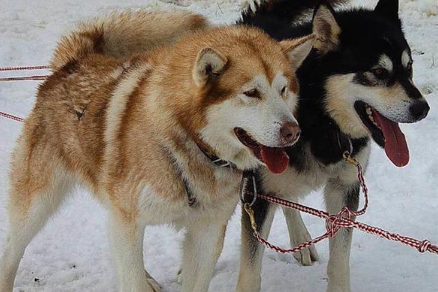 Bernau bereitet Schlittenhunde-WM vor