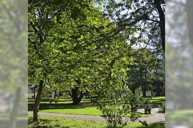 Kein Hotelbau im Kurpark