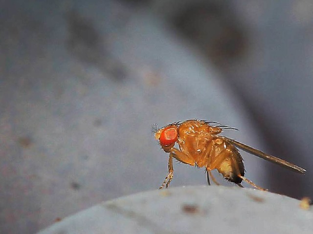 Eine Kirschessigfliege (Drosophila suz...f einer Traube der Sorte Portugieser.   | Foto: dpa