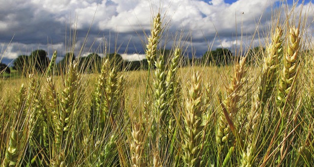 Weizen ist fr Landwirte im Kreis eine gute Alternative zum Mais.  | Foto: Jutta Schtz